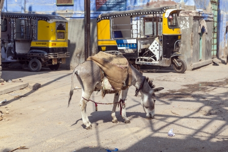 JODHPUR, INDIA - OCTOBER 23: donkeys are used to transport heavy goods up to the construction site on Octover 23,2012 in Jodhpur, India. Donkeys are still nowadays used even in big towns to transport heavy goods.のeditorial素材