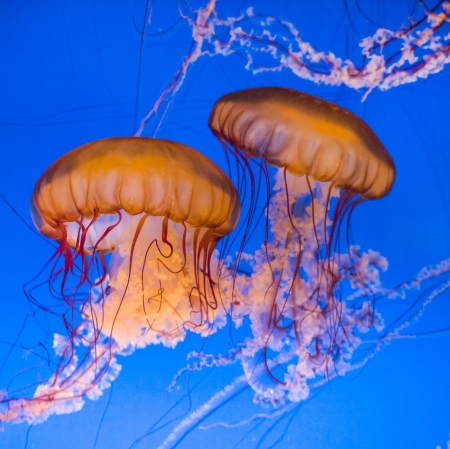 beautiful jelly fishes in blue seaの写真素材
