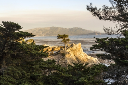 PEPPLE BEACH, USA - JULY 26. lonely cypress in sunset on July 26,2008 in Pebble Beach, USA. Since 250 years this lonely cypress stands on the hill and is nowadays the symbol of the Pebble Beach Company.のeditorial素材