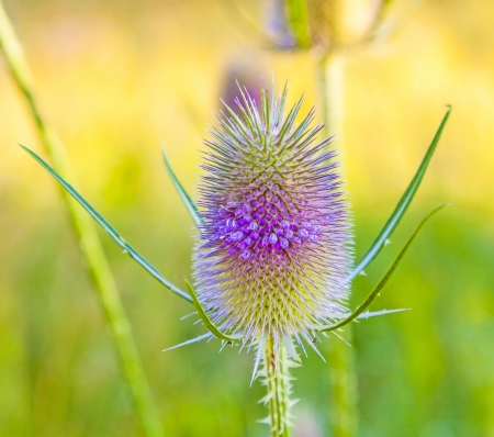beautiful thistle in wild flower meadowの写真素材