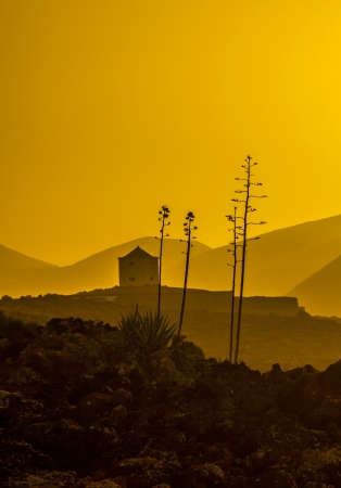 romantic sunset with standalone trees in the volcanic area in Lanzaroteの写真素材