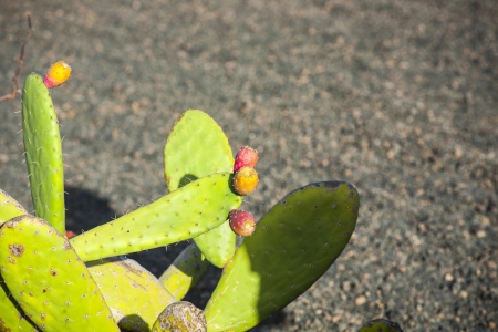 green cactus leave with fruit in detail