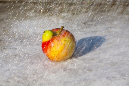 fresh apples with deformations like a chicken or a young birdの写真素材