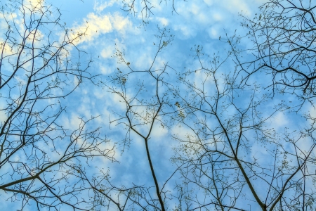 pattern of branches of plane tree with blue sky