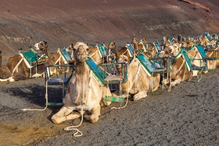 camels in volcanic area in Lanzaroteの写真素材