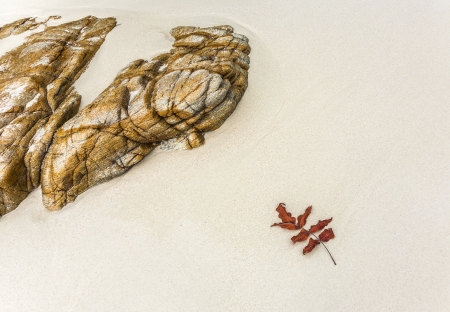beautiful structures, lines at the beach with arrangement of leaves, stones in harmonic way gives an impression of nature as artistの写真素材
