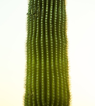 sunset with beautiful green cacti in desert landscapeの写真素材