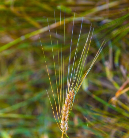 detail of sunbeam on golden corn in fieldの写真素材