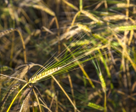sunbeam on golden corn in fieldの写真素材
