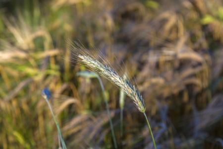 sunbeam on golden corn in fieldの写真素材