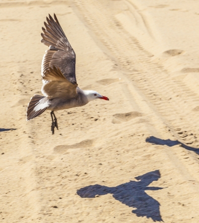 california seagulls at the sandy beachの写真素材
