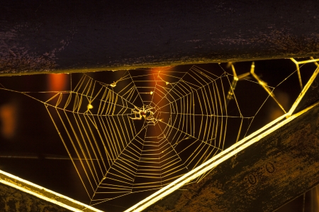 spider in the net at nightの写真素材