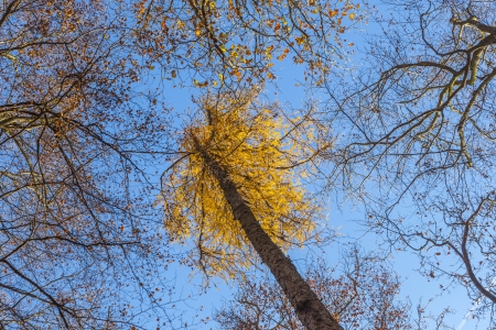 crown of trees under blue skyの写真素材