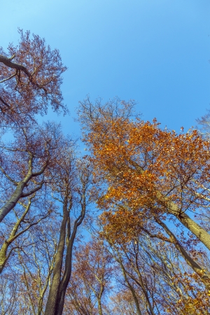 crown of trees under blue skyの写真素材