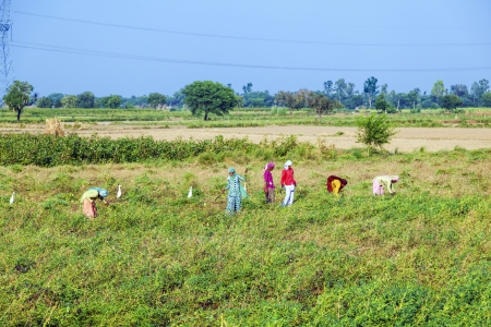 MANDAWA, INDIA - OCT 25: woman cut the meadow and corn on October 22,2012 near Mandawa, India. In India women commonly do hard works like this especially in rural areasのeditorial素材