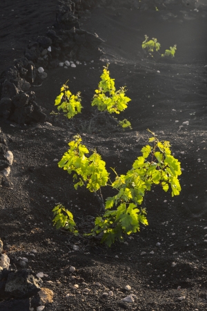 beautiful grape plants grow on volcanic soil in La Geriaの写真素材