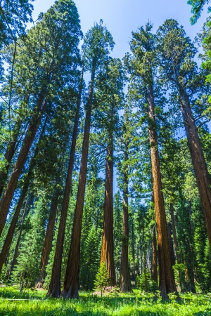 Sequoia national Park with old huge Sequoia trees like redwoods in beautiful landscapeの写真素材