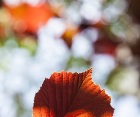 detail of leaves in the forest with indian summer colorsの写真素材