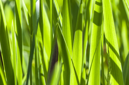 fresh green grass in the garden with sunlightの写真素材