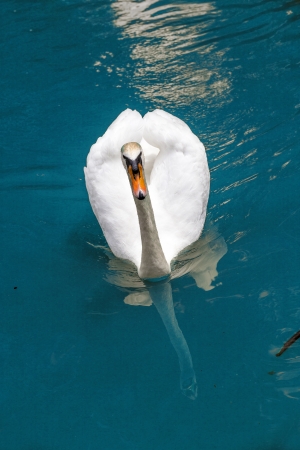 swan swimming in the lakeの写真素材