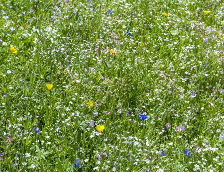 Abstract summer, natural, flower light background  Nature bokeh  Advertisement concept  Wallpaper design の写真素材