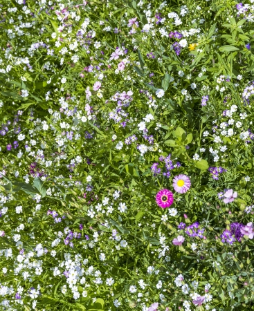 Abstract summer, natural, flower light background  Nature bokeh  Advertisement concept  Wallpaper design の写真素材