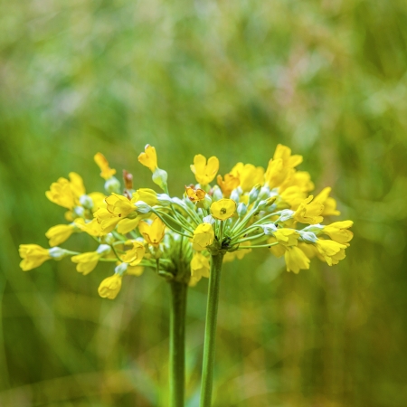 detail of flower in meadowの写真素材
