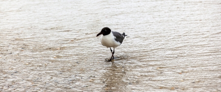 seagull walking at the sandy beachの写真素材