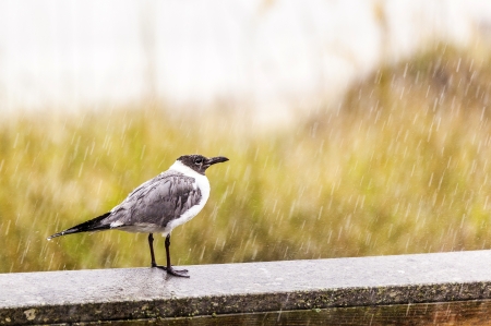 seagull in heavy rain stands on the pierの写真素材