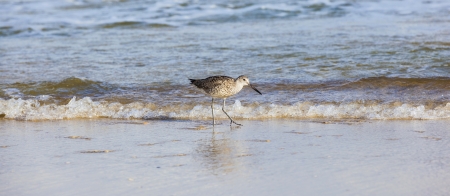 wild seagulls enjoy the nature at the beachの写真素材