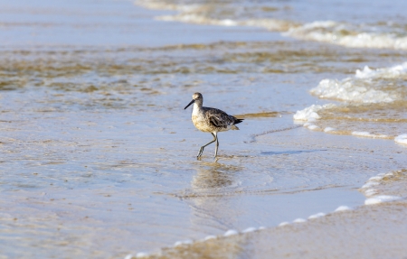 wild seagulls enjoy the nature at the beachの写真素材