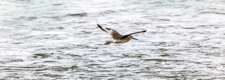 seagull flying over the oceanの写真素材
