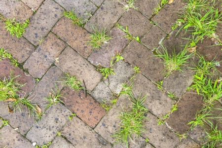 old tiles at the sidewalk with plants in the jointsの写真素材