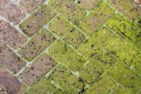old tiles at the sidewalk with plants in the joints