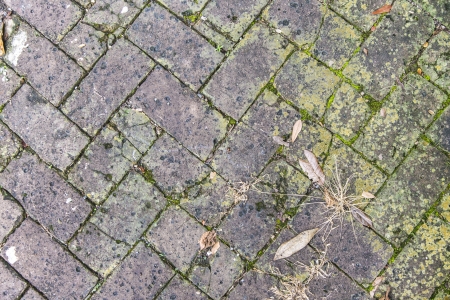 old tiles at the sidewalk with plants in the jointsの写真素材