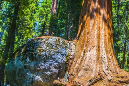 Sequoia national Park with old huge Sequoia trees like redwoods in beautiful landscapeの写真素材