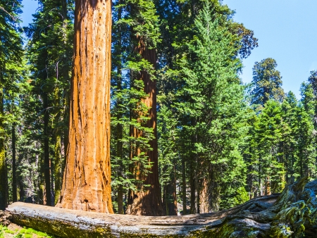 tall and big sequoias in beautiful sequoia national park