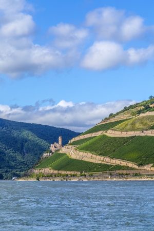 Ehrenfels castle in the vineyards of the Rhine valley near Bingenの写真素材