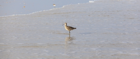 seagull walks along the beach