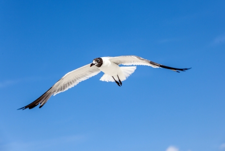 seagull on blue sky background  at the oceanの写真素材