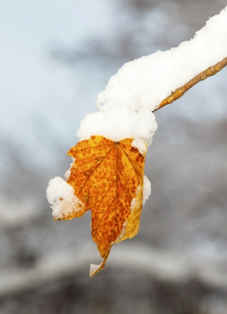 ripe apples are hanging on a branch covered with first snowの写真素材