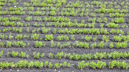 field with irrigation system on volcanic lapilli ground