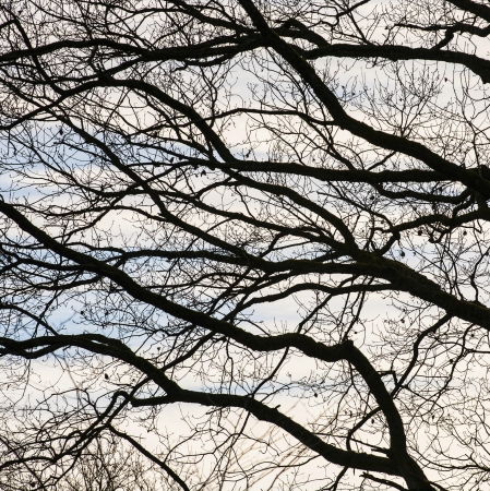 crown of trees in forest with blue skyの写真素材