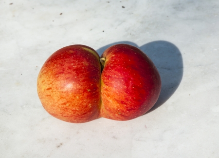 fresh apples with funny deformations like double eggの写真素材