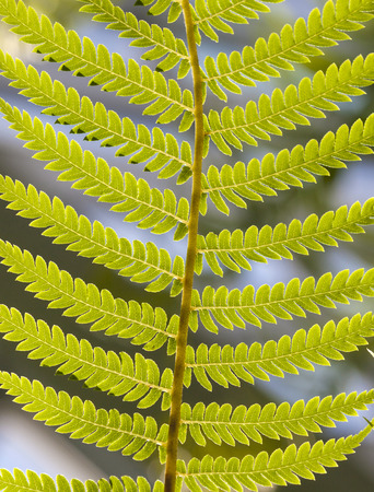 green fern leaves in tropical garden in detail