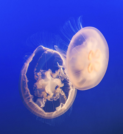 jelly fish in the blue seaの写真素材