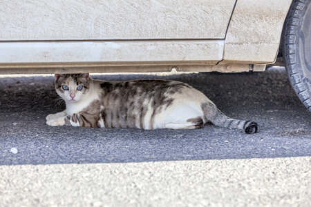cat resting under a car in the heat of the dayの写真素材