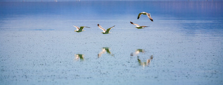 california gull flying over the beautiful Mono Lake in California near Lee Viningの写真素材