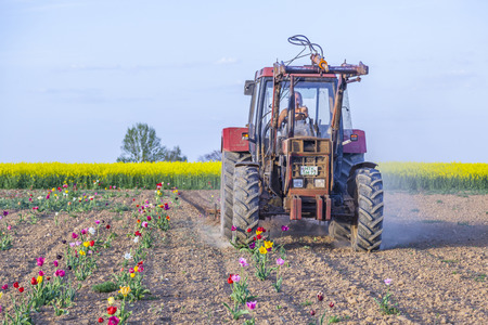 BAD SODEN, GERMANY - APRIL 28: farmer plowes the tulip field on April 28, 2012 in Bad Soden, Germany. Tulips fields for self picker are very popular in Germany in springtime.のeditorial素材