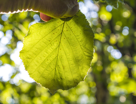 hand holding a green leaf in the forestの写真素材